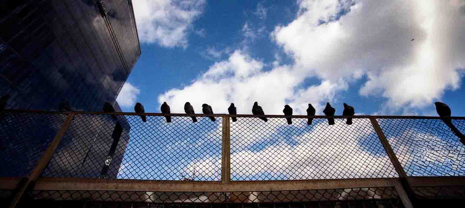 Bird Netting Services
